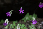 <i>Primula homogama </i>