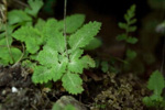 <i>Primula homogama </i>