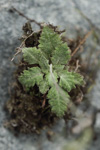 <i>Primula homogama </i>