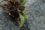 <i>Primula homogama </i>