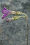 <i>Primula homogama </i>