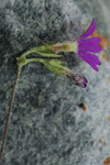 <i>Primula homogama </i>