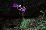 <i>Primula homogama </i>