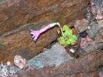 <i>Primula homogama </i>