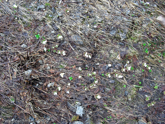 Primula hookeri