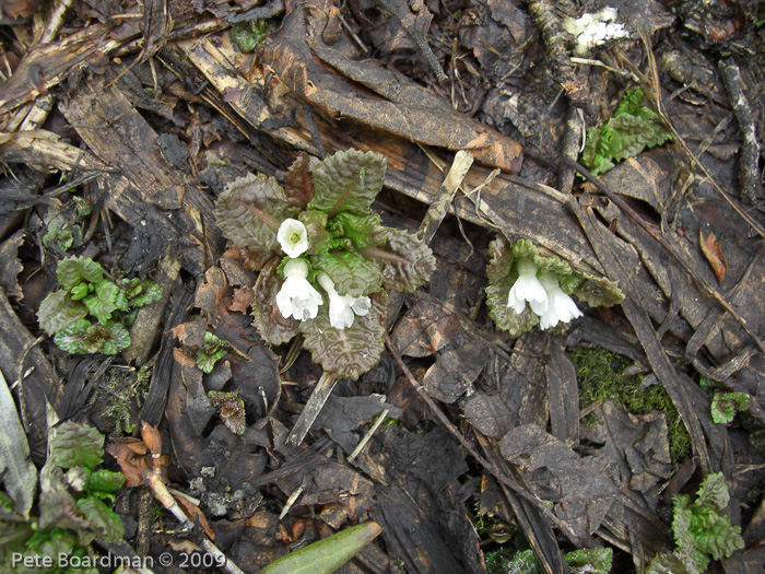 Primula hookeri