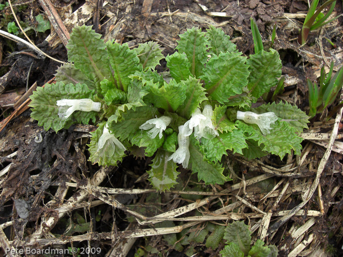 Primula hookeri