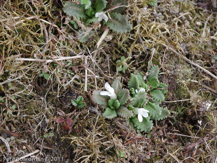 Primula hookeri