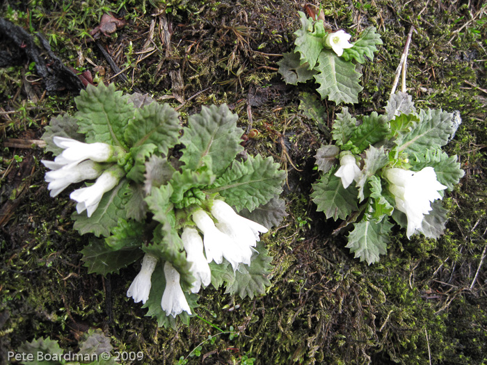 Primula hookeri