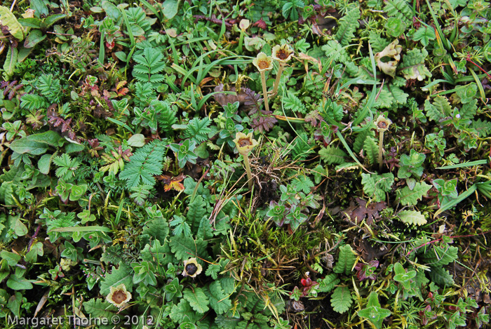 Primula hookeri