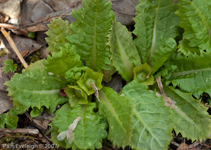 Primula hookeri