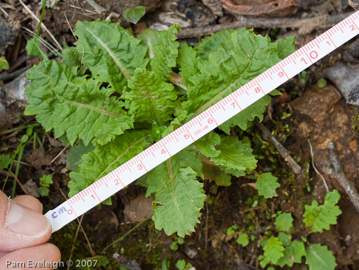 Primula hookeri