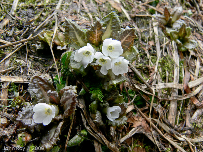 Primula hookeri