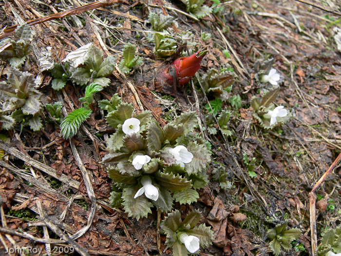 Primula hookeri, red bud is P. elizabethae