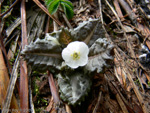 Primula hookeri