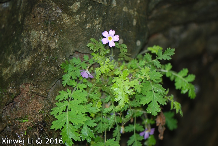 <i>Primula hubeiensis </i>