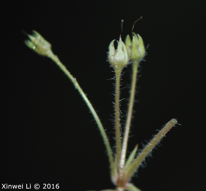 <i>Primula hubeiensis </i>