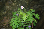 <i>Primula hubeiensis </i>