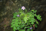 <i>Primula hubeiensis </i>