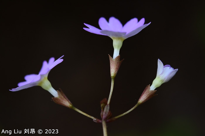 <i>Primula hunanensis </i>