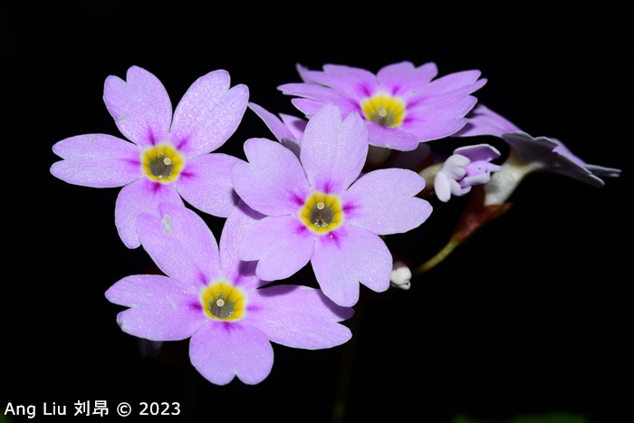 <i>Primula hunanensis </i>
