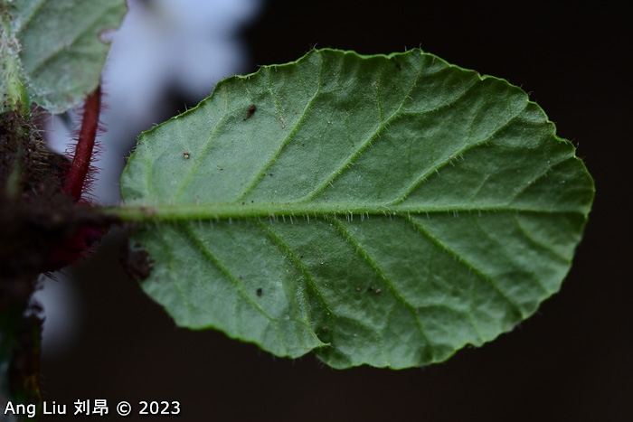 <i>Primula hunanensis </i>