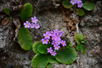 <i>Primula hunanensis </i>