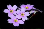 <i>Primula hunanensis </i>
