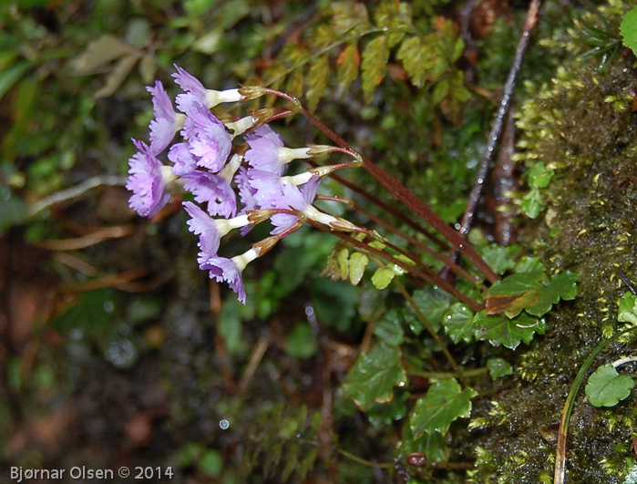 <i>Primula hydrocotylifolia </i>