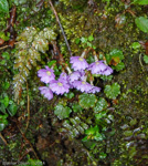 <i>Primula hydrocotylifolia </i>