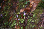 <i>Primula hydrocotylifolia </i>