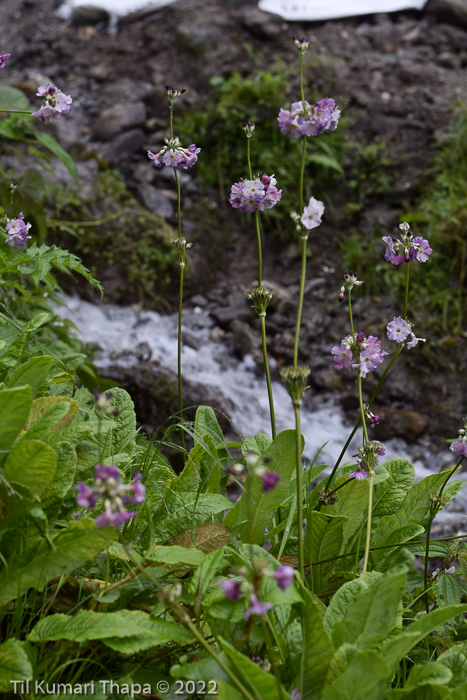 <i>Primula ianthina </i>