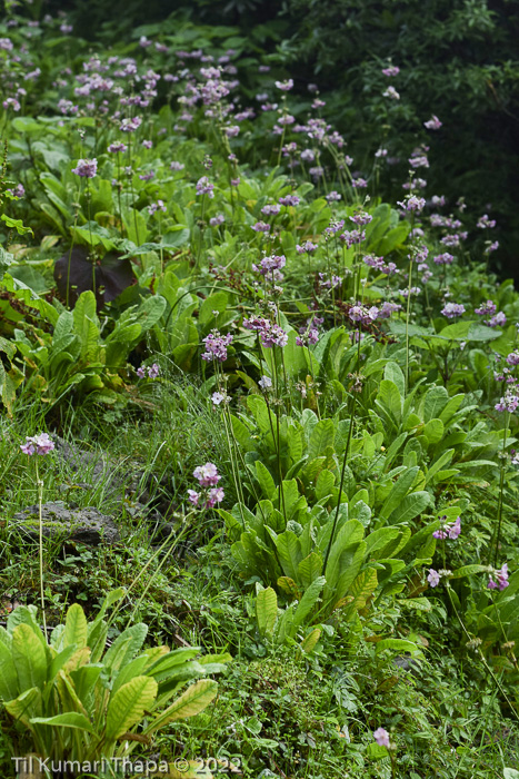 <i>Primula ianthina </i>