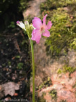 <i>Primula ianthina </i>