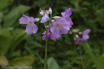 <i>Primula ianthina </i>