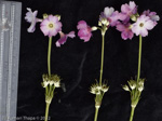 <i>Primula ianthina </i>