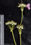 <i>Primula ianthina </i>