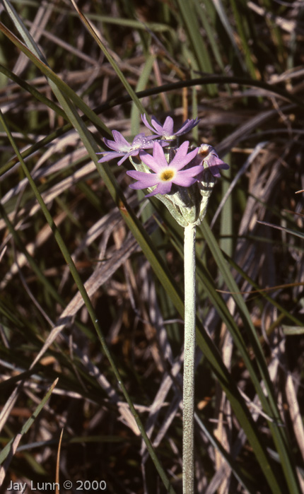 <i>Primula incana </i>