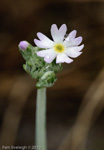 <i>Primula incana </i>