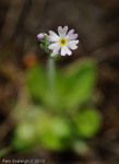 <i>Primula incana </i>