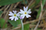 <i>Primula incana </i>