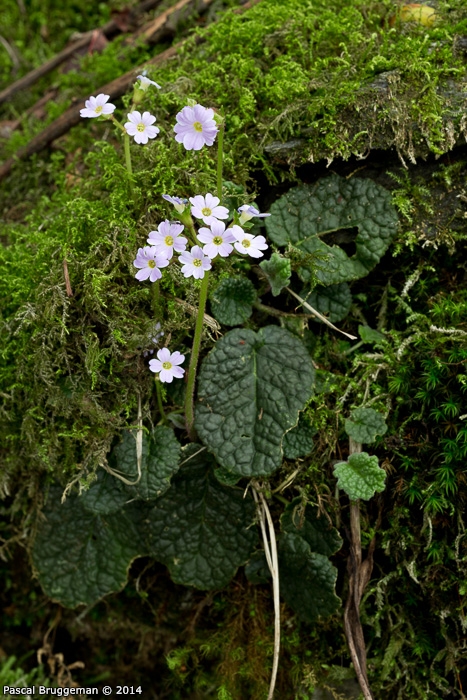 <i>Primula indica </i>