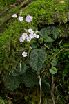 <i>Primula indica </i>