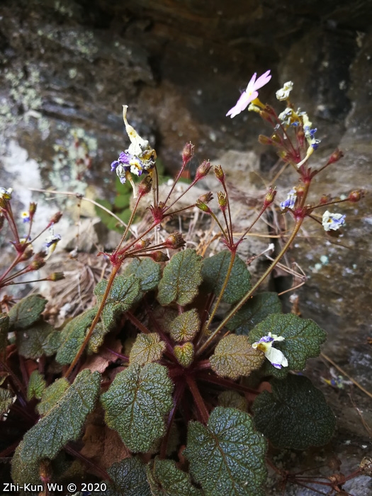 <i>Primula interjacens </i>