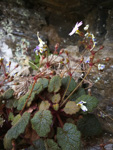 <i>Primula interjacens </i>