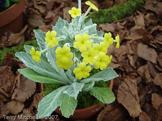 <i>Primula involucrata </i>