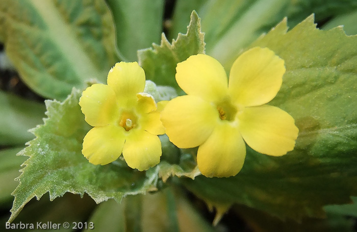 <i>Primula involucrata </i>