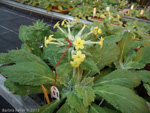 <i>Primula involucrata </i>