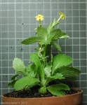 <i>Primula involucrata </i>