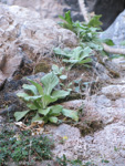 <i>Primula involucrata </i>